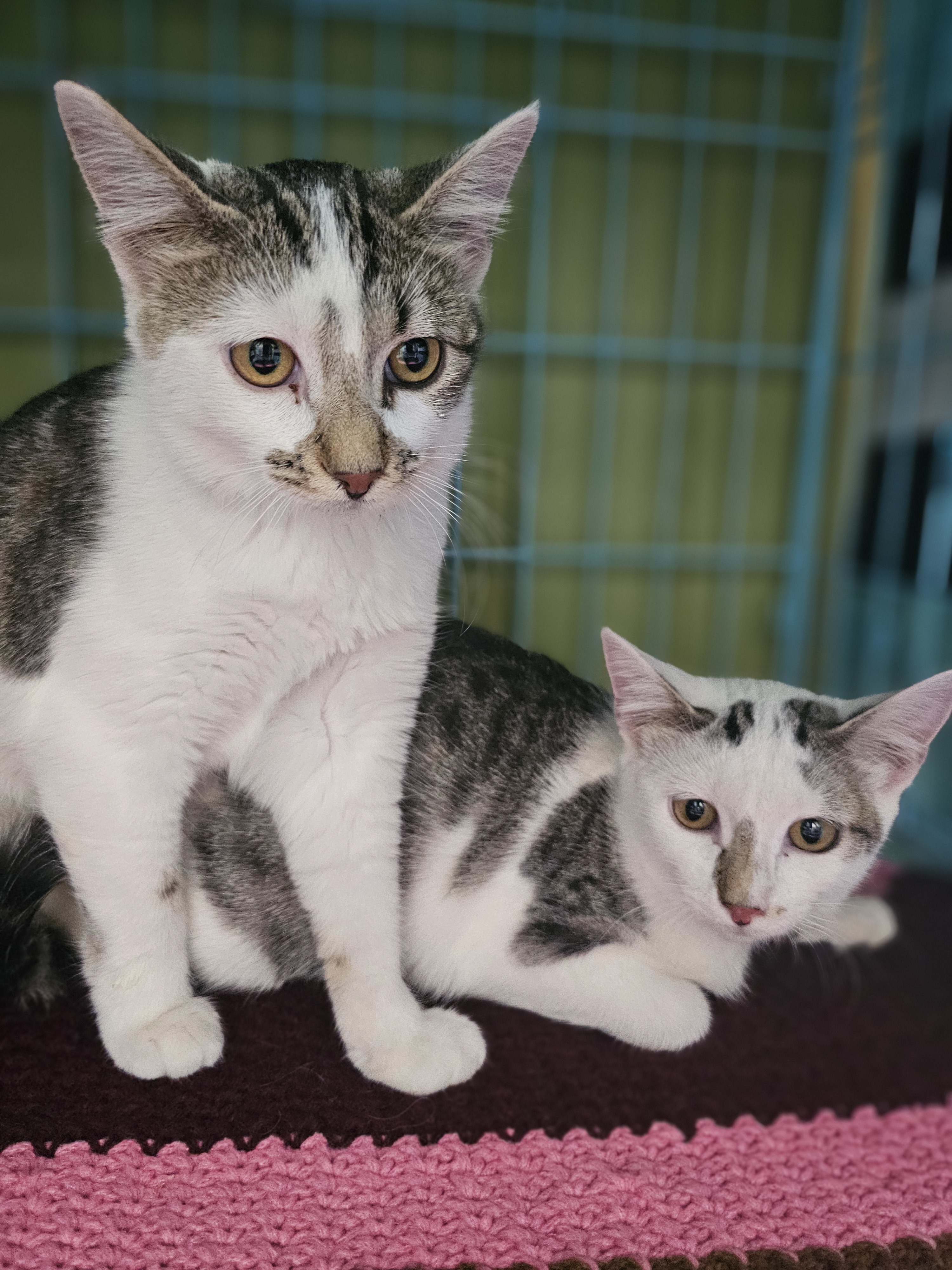 Francesca, an adoptable Domestic Short Hair in Twin Falls, ID, 83301 | Photo Image 3