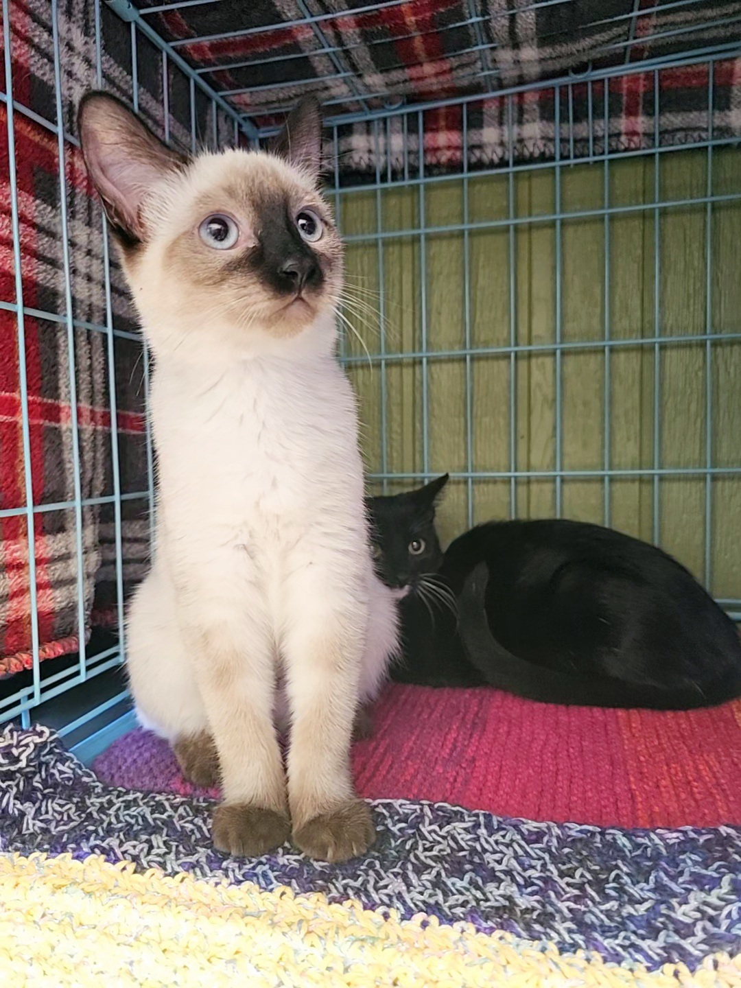 Amelia, an adoptable Siamese in Twin Falls, ID, 83301 | Photo Image 2