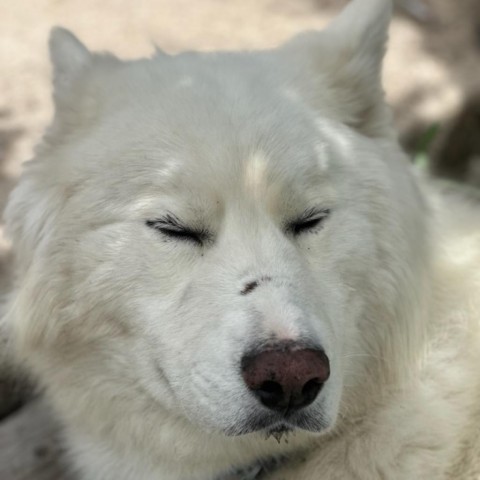 Siegfried, an adoptable Mixed Breed, Samoyed in Salt Lake City, UT, 84106 | Photo Image 2