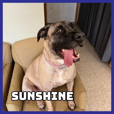 Sunshine, an adoptable Mastiff in Glenwood, MN, 56334 | Photo Image 1