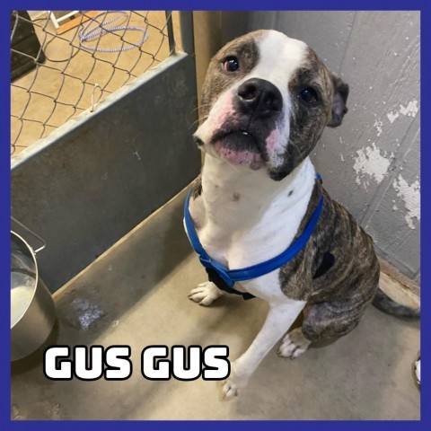 Gus Gus, an adoptable American Bulldog in Glenwood, MN, 56334 | Photo Image 1