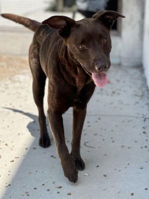 Stella (Underdog) Labrador Retriever Dog