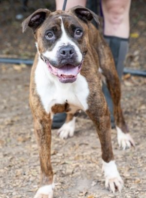 Shanita - IN FOSTER