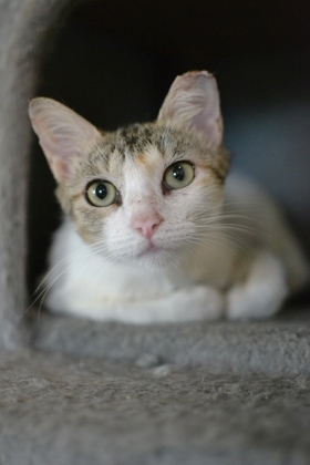 Cat for adoption - Callie, a Domestic Short Hair in New Orleans, LA ...