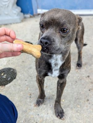 Collins (in Foster) Mixed Breed Dog