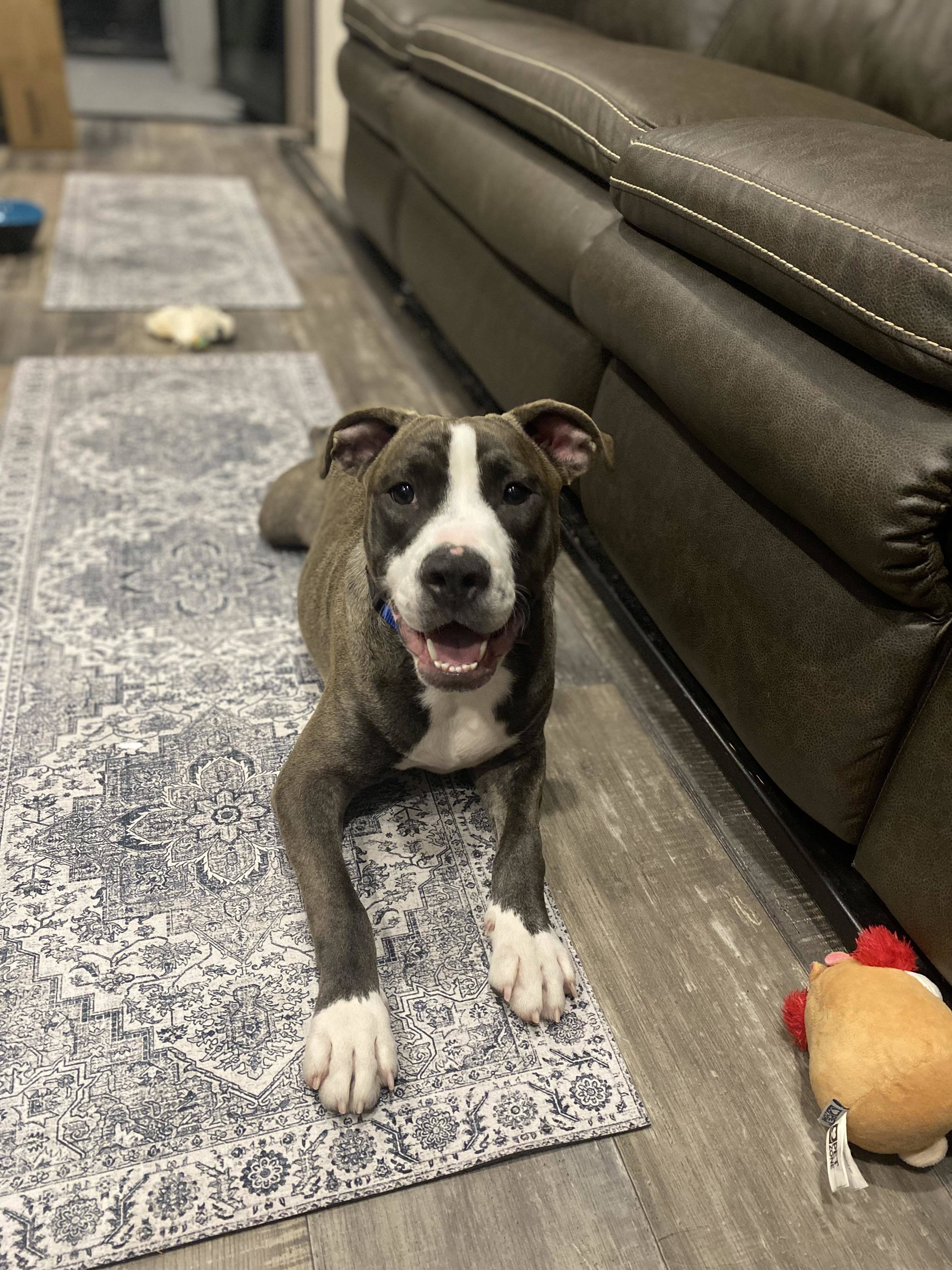 Neo 2.0, an adoptable American Staffordshire Terrier in Arlee, MT, 59821 | Photo Image 1