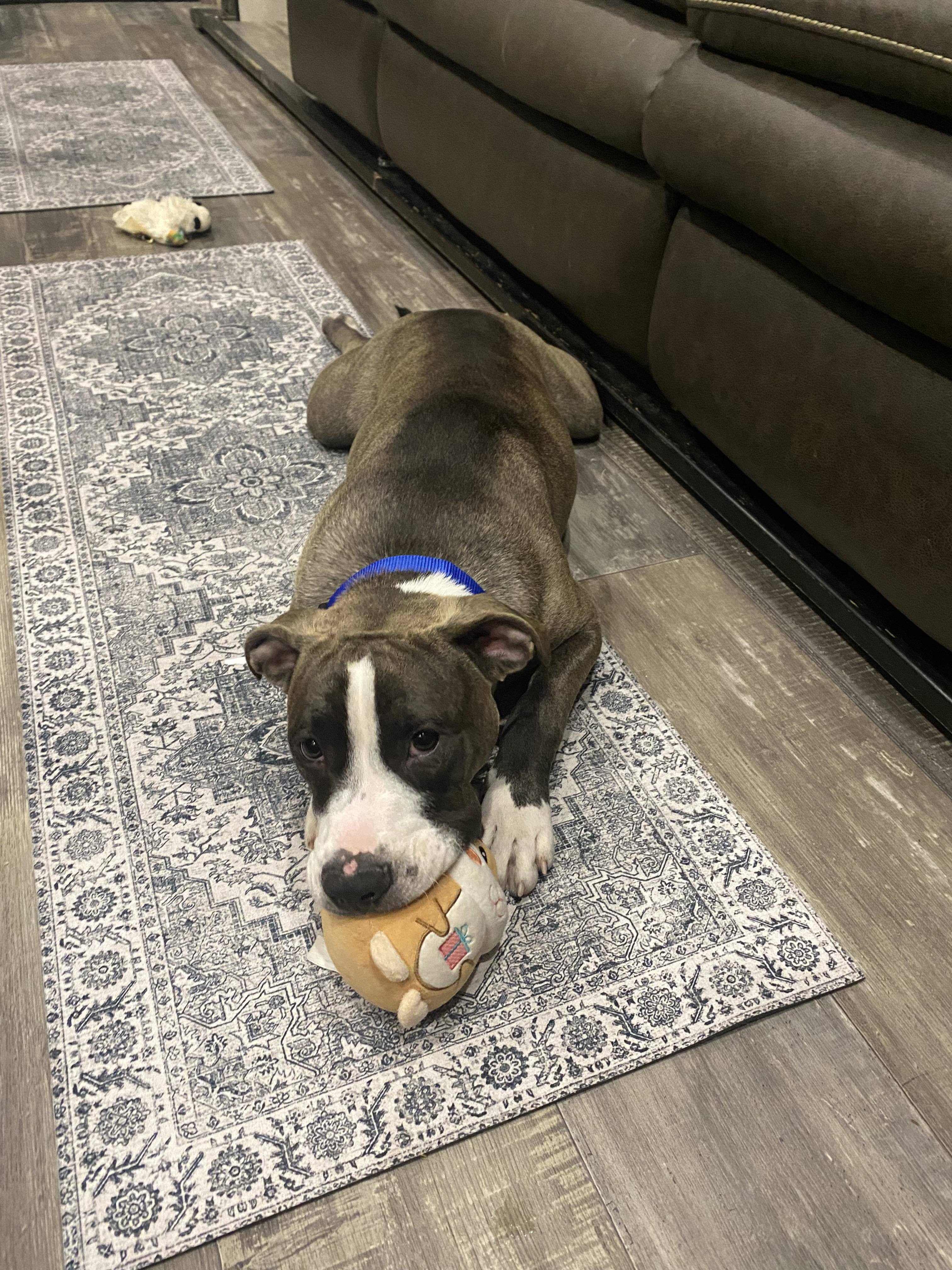 Neo 2.0, an adoptable American Staffordshire Terrier in Arlee, MT, 59821 | Photo Image 2