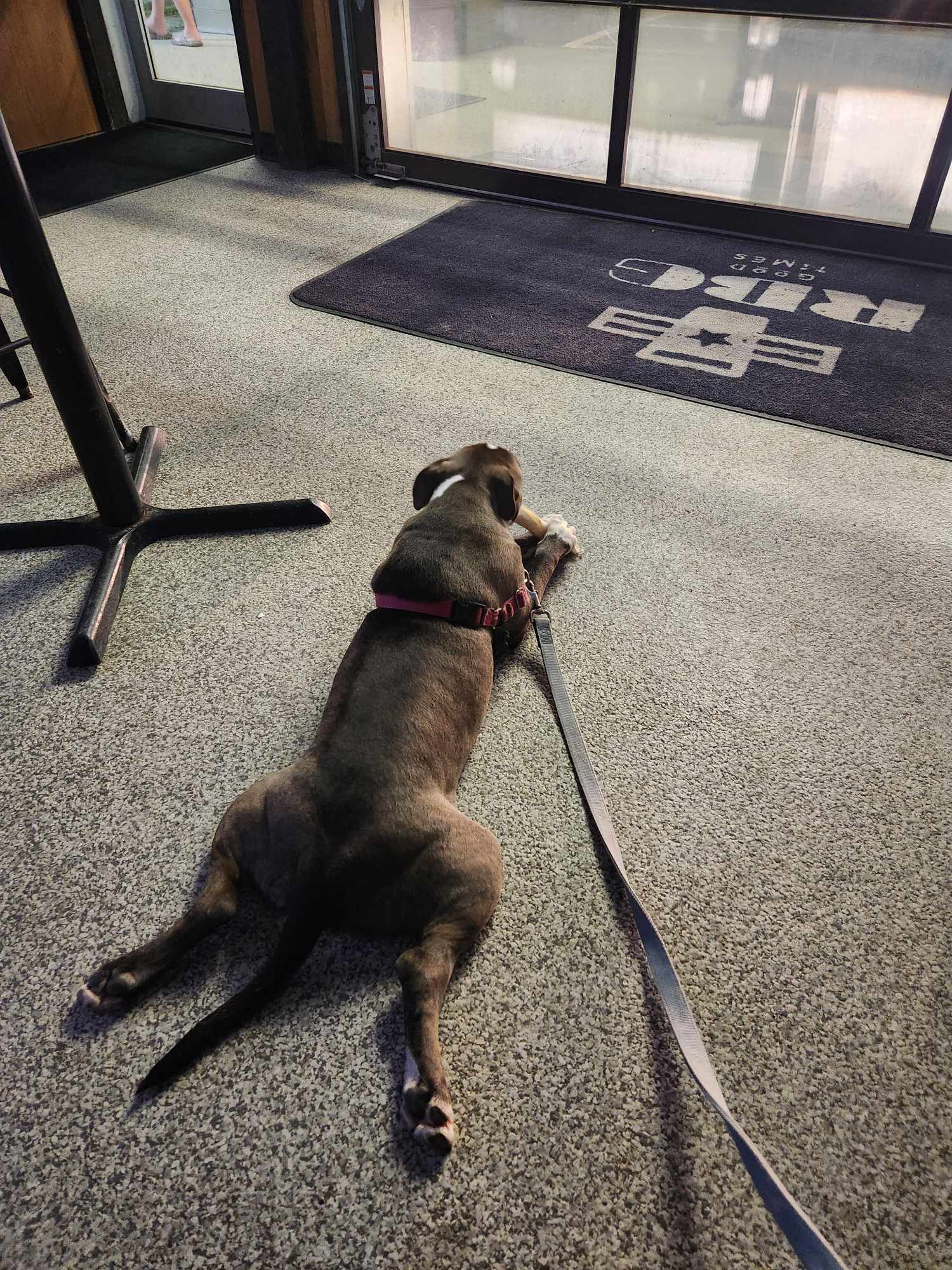 Miles, an adoptable American Staffordshire Terrier in Arlee, MT, 59821 | Photo Image 4