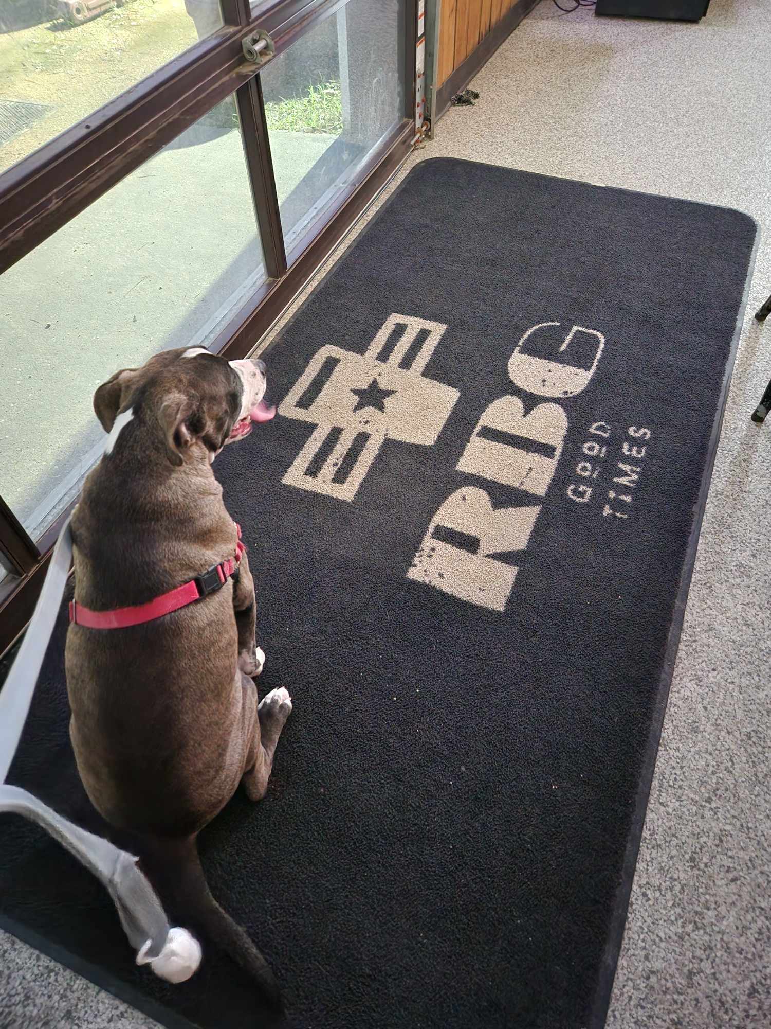 Miles, an adoptable American Staffordshire Terrier in Arlee, MT, 59821 | Photo Image 5