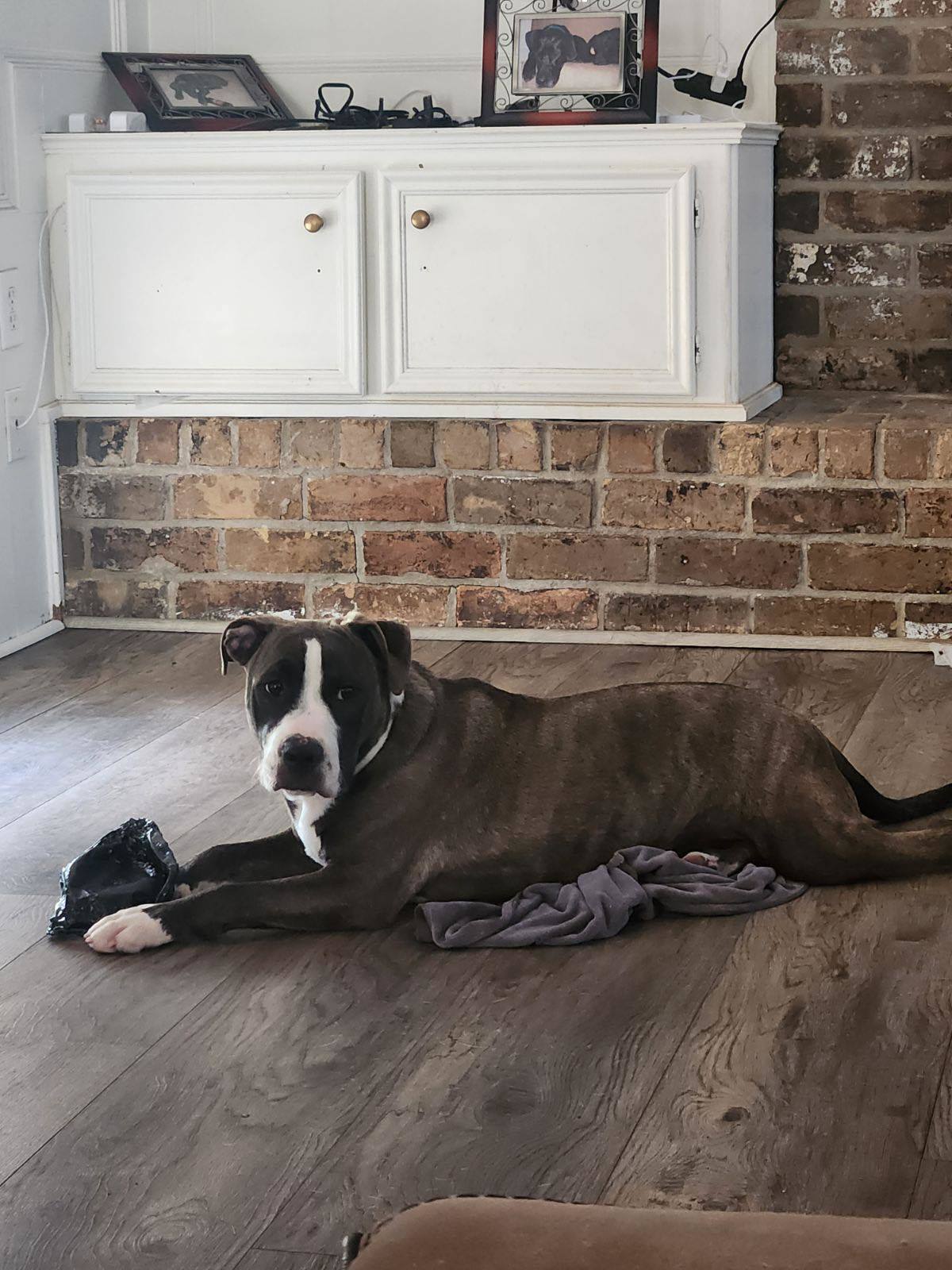 Miles, an adoptable American Staffordshire Terrier in Arlee, MT, 59821 | Photo Image 6