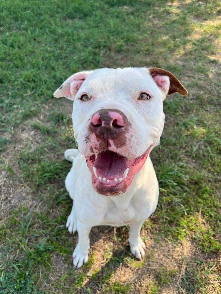 Jasmine (Snow), an adoptable Pit Bull Terrier in Arlee, MT, 59821 | Photo Image 1