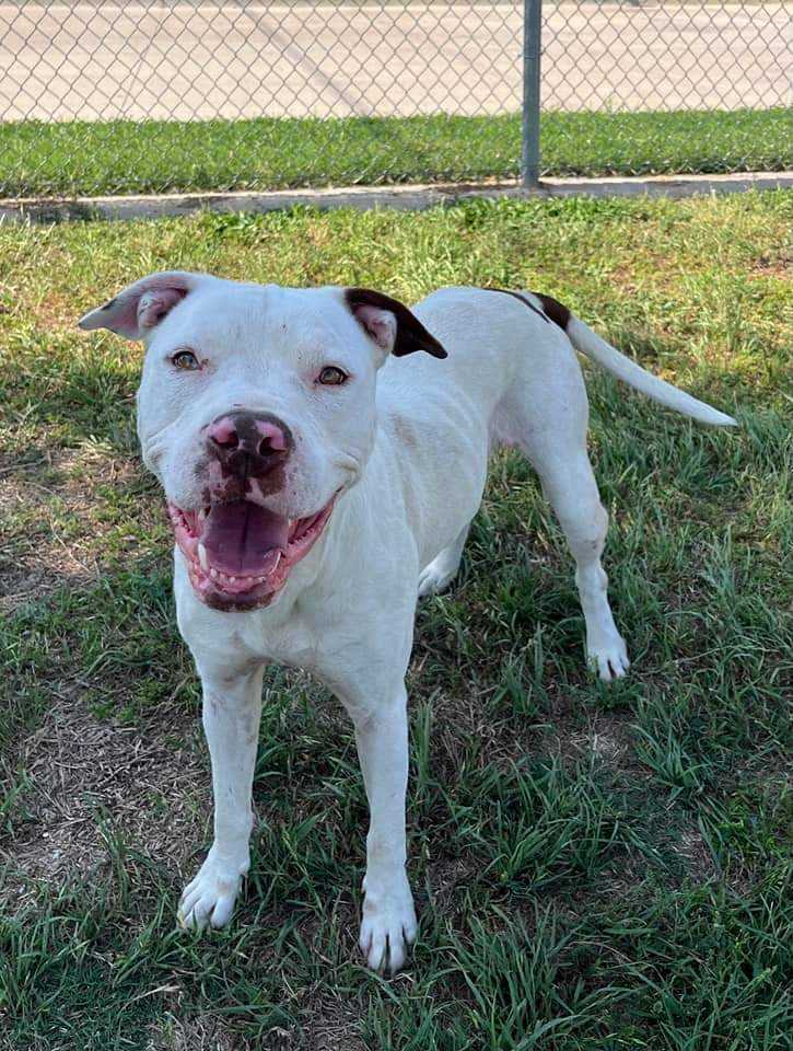 Jasmine (Snow), an adoptable Pit Bull Terrier in Arlee, MT, 59821 | Photo Image 2