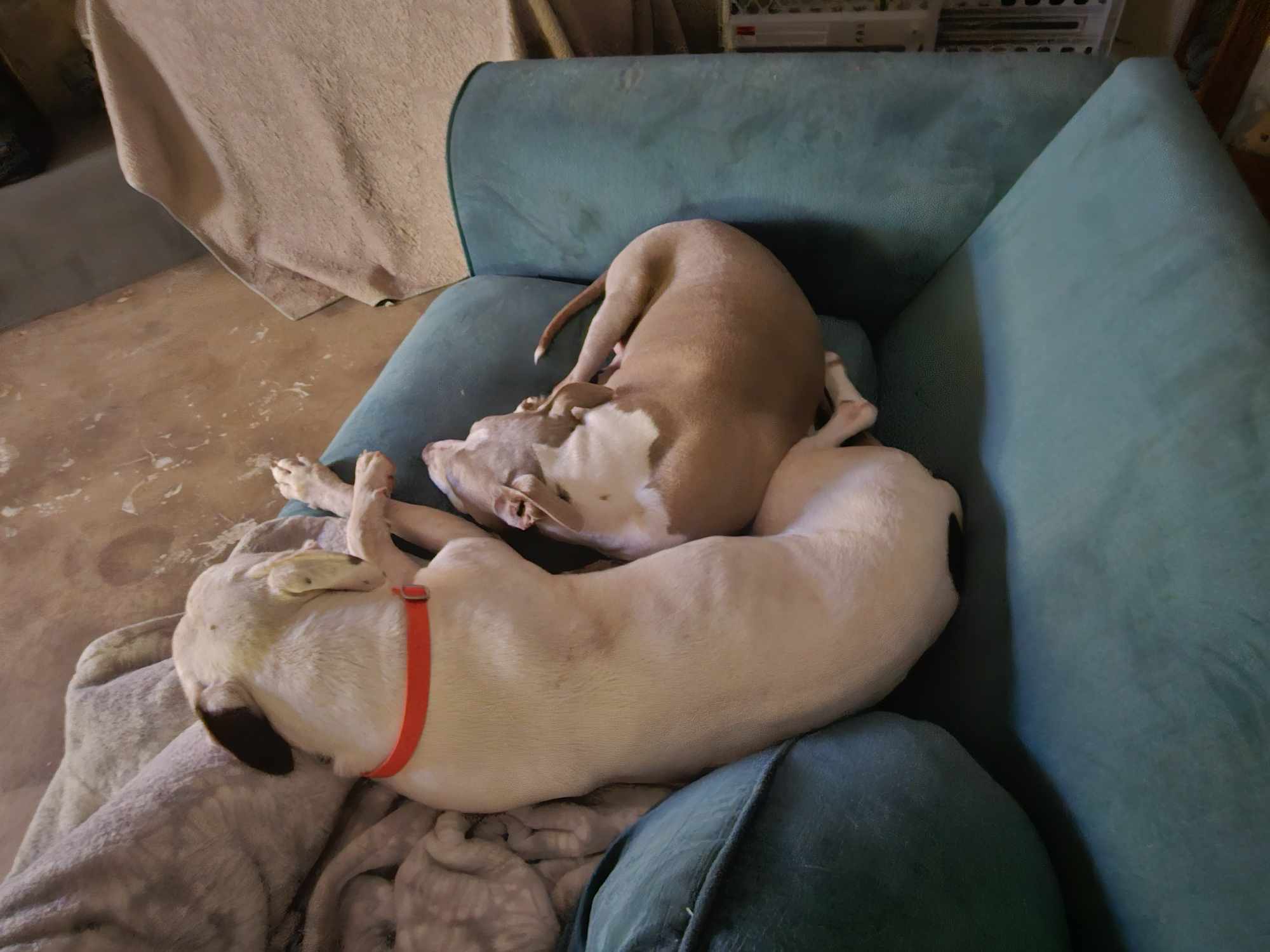 Jasmine (Snow), an adoptable Pit Bull Terrier in Arlee, MT, 59821 | Photo Image 3