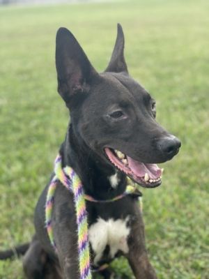 Kroc, Adult Male German Shepherd Dog