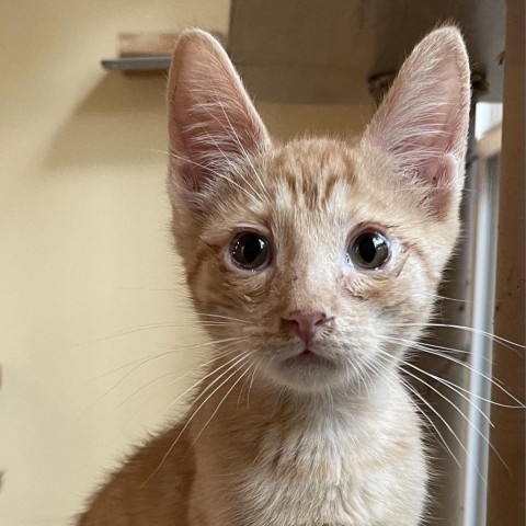 French, an adoptable Domestic Short Hair in Folsom, LA, 70437 | Photo Image 1