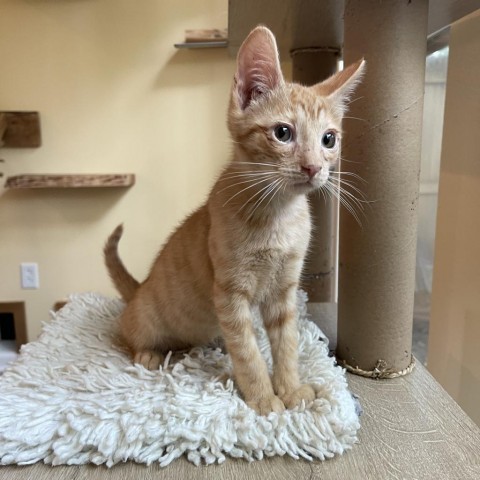 French, an adoptable Domestic Short Hair in Folsom, LA, 70437 | Photo Image 3