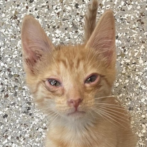 French, an adoptable Domestic Short Hair in Folsom, LA, 70437 | Photo Image 4