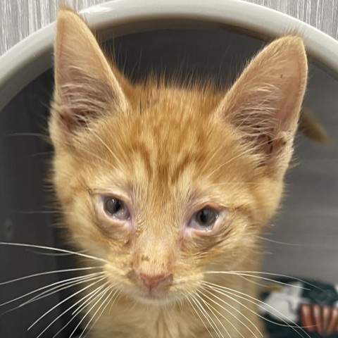 French, an adoptable Domestic Short Hair in Folsom, LA, 70437 | Photo Image 5