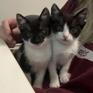 Meet Cheech the adorable boy with distinctive black dots on his nose Cheech is a bundle of energy 