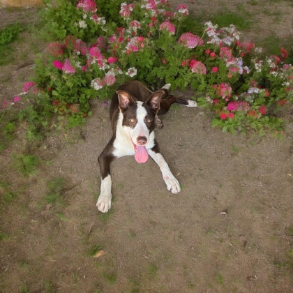 Reggie, an adoptable Border Collie, Mixed Breed in Pendleton, OR, 97801 | Photo Image 1