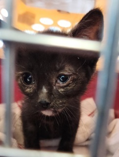 Midnight, an adoptable Domestic Short Hair in Kingman, AZ, 86401 | Photo Image 1