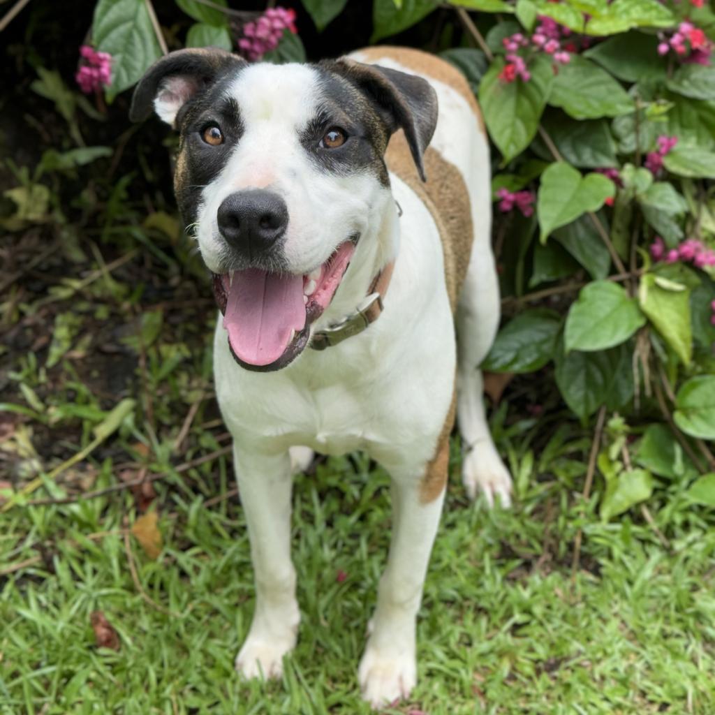 Dale, an adoptable Mixed Breed in Keaau, HI, 96749 | Photo Image 1