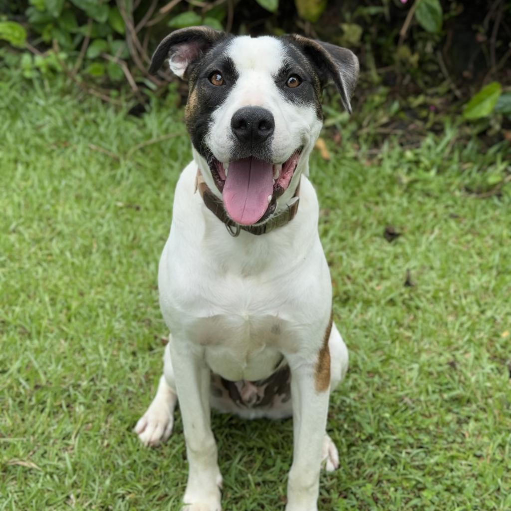 Dale, an adoptable Mixed Breed in Keaau, HI, 96749 | Photo Image 2