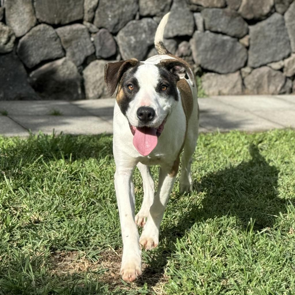 Dale, an adoptable Mixed Breed in Keaau, HI, 96749 | Photo Image 3