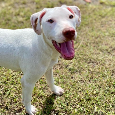 Cereal Litter: Granola, an adoptable Catahoula Leopard Dog, Mixed Breed in Keaau, HI, 96749 | Photo Image 1