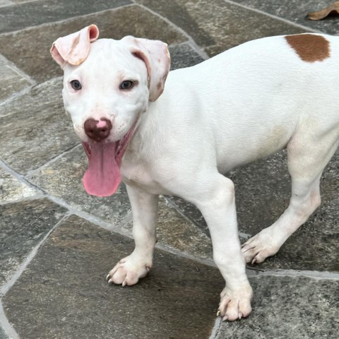 Cereal Litter: Granola, an adoptable Catahoula Leopard Dog, Mixed Breed in Keaau, HI, 96749 | Photo Image 2