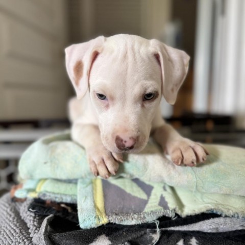 Cereal Litter: Granola, an adoptable Catahoula Leopard Dog, Mixed Breed in Keaau, HI, 96749 | Photo Image 3