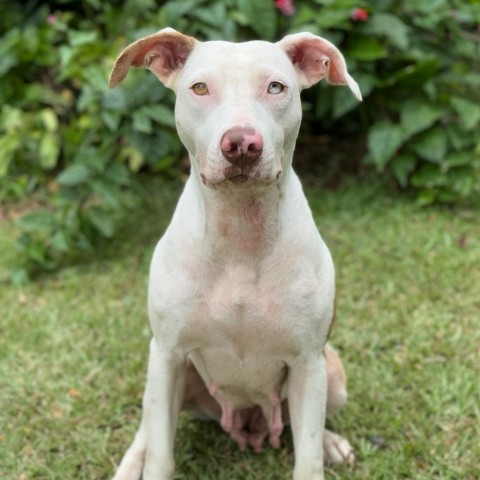 Cereal Litter: Coco Puffs (MOM), an adoptable Catahoula Leopard Dog, Mixed Breed in Keaau, HI, 96749 | Photo Image 1