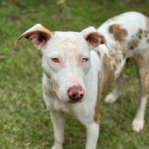 Cereal Litter: Coco Puffs (MOM), an adoptable Catahoula Leopard Dog, Mixed Breed in Keaau, HI, 96749 | Photo Image 3