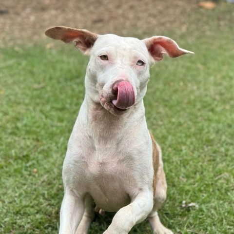 Cereal Litter: Coco Puffs (MOM), an adoptable Catahoula Leopard Dog, Mixed Breed in Keaau, HI, 96749 | Photo Image 4