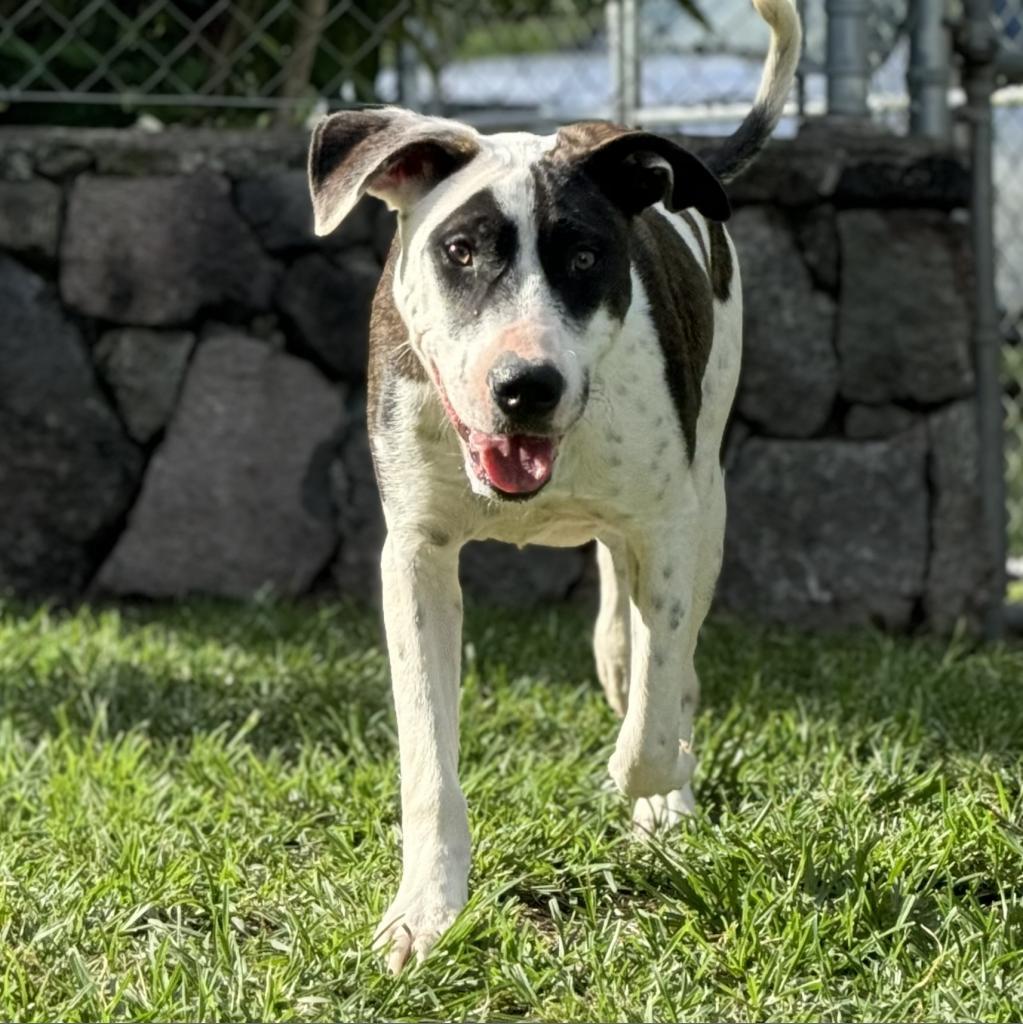 Chip, an adoptable Mixed Breed in Keaau, HI, 96749 | Photo Image 1