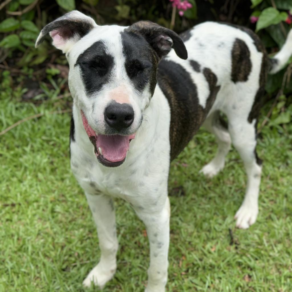 Chip, an adoptable Mixed Breed in Keaau, HI, 96749 | Photo Image 2