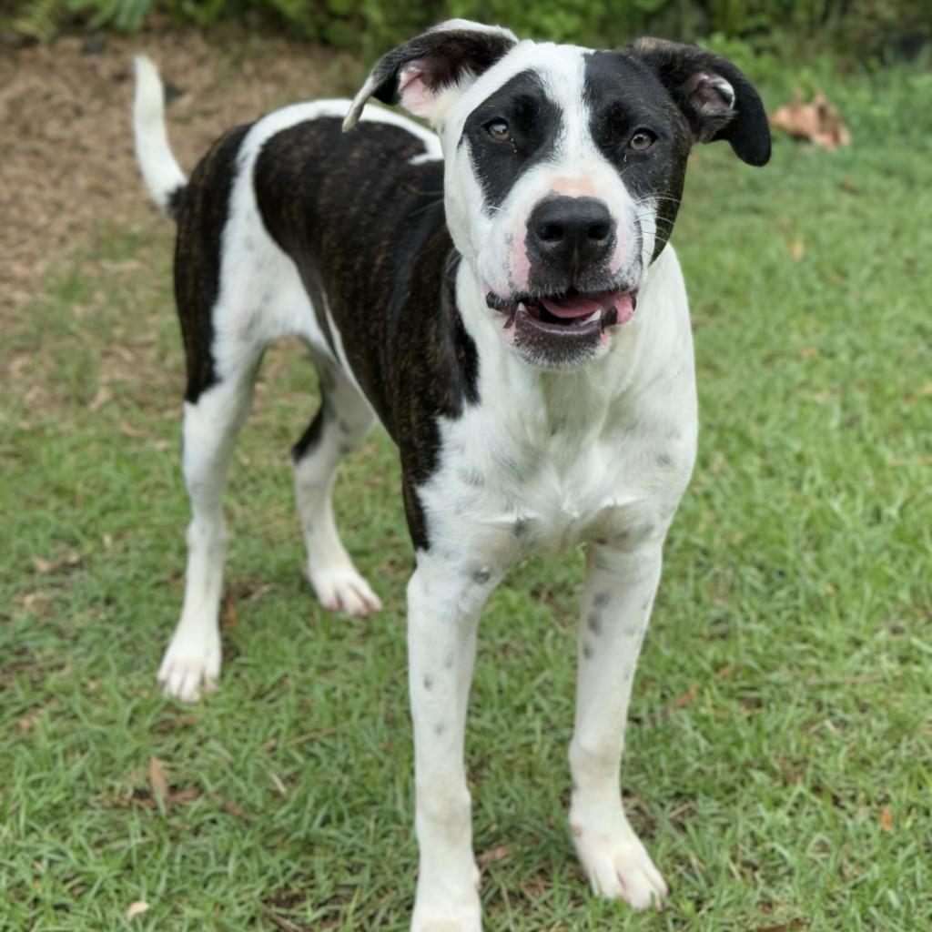 Chip, an adoptable Mixed Breed in Keaau, HI, 96749 | Photo Image 3