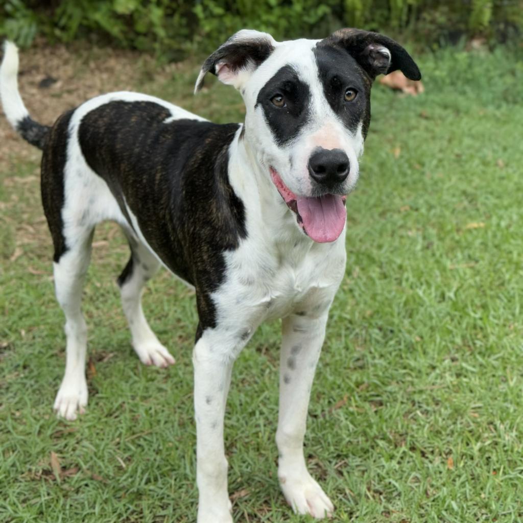 Chip, an adoptable Mixed Breed in Keaau, HI, 96749 | Photo Image 4