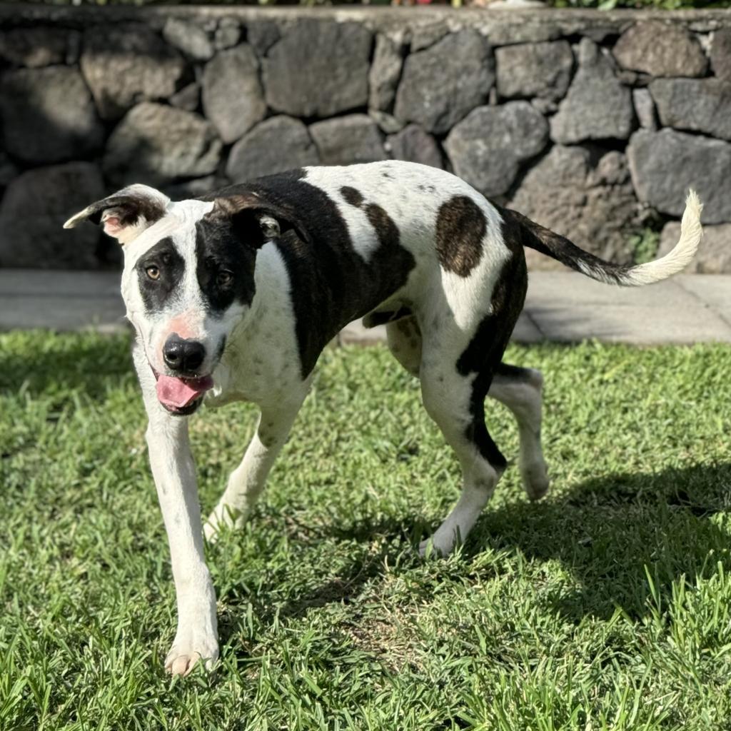 Chip, an adoptable Mixed Breed in Keaau, HI, 96749 | Photo Image 5