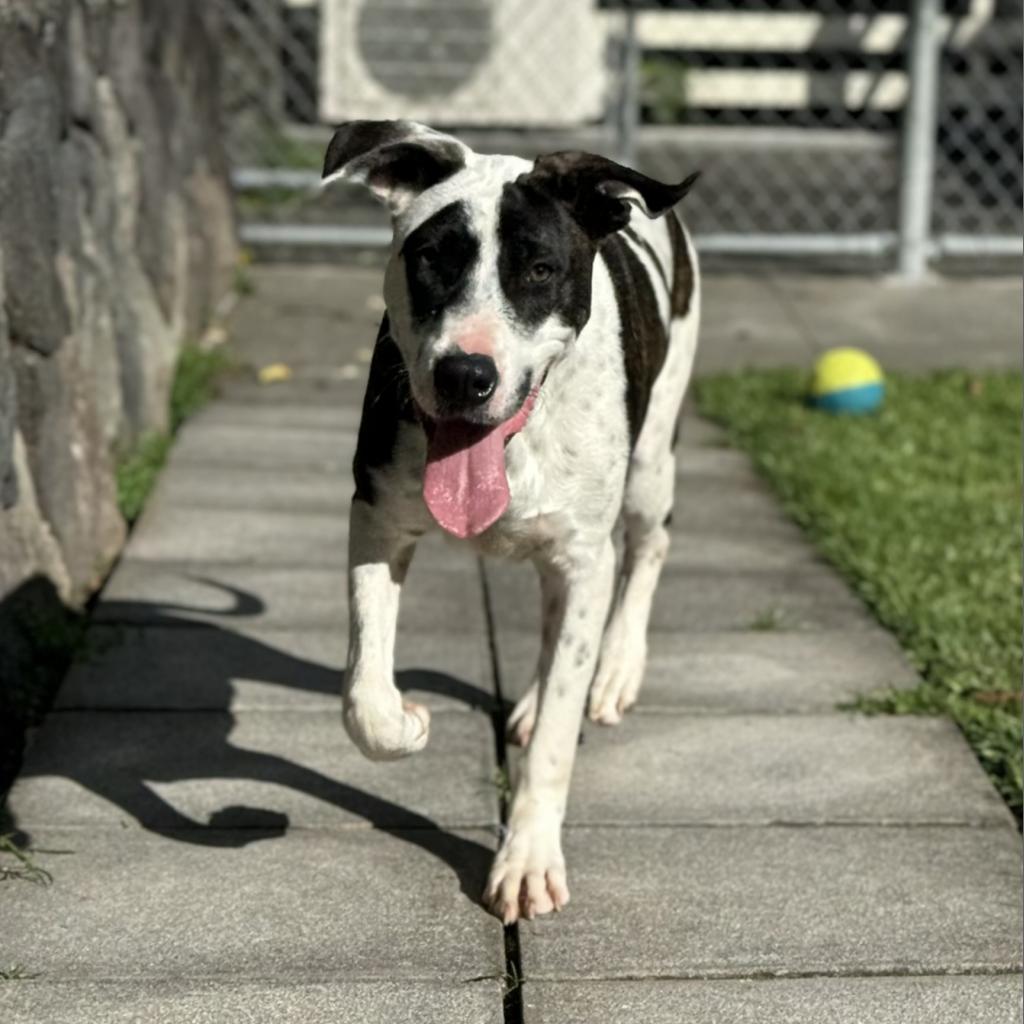 Chip, an adoptable Mixed Breed in Keaau, HI, 96749 | Photo Image 6