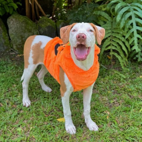 Cereal Litter: Wheeties, an adoptable Catahoula Leopard Dog, Mixed Breed in Keaau, HI, 96749 | Photo Image 1