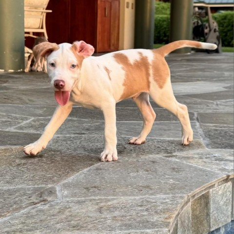 Cereal Litter: Wheeties, an adoptable Catahoula Leopard Dog, Mixed Breed in Keaau, HI, 96749 | Photo Image 2