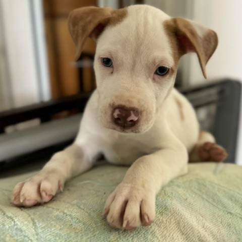 Cereal Litter: Wheeties, an adoptable Catahoula Leopard Dog, Mixed Breed in Keaau, HI, 96749 | Photo Image 3