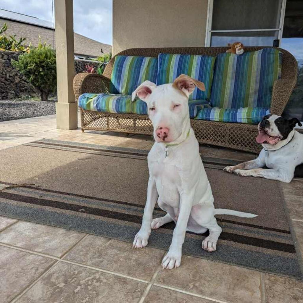 Cereal Litter: Chex, an adoptable Catahoula Leopard Dog, Mixed Breed in Keaau, HI, 96749 | Photo Image 1