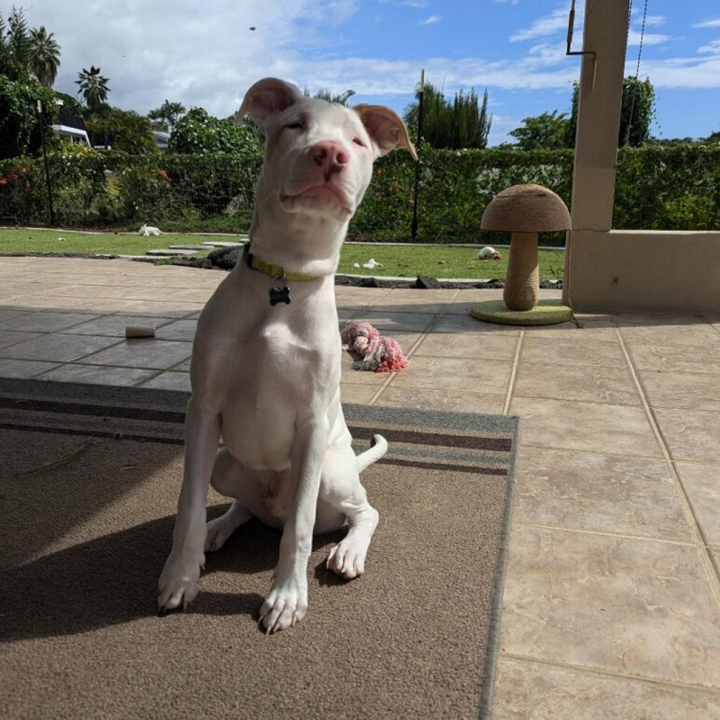 Cereal Litter: Chex, an adoptable Catahoula Leopard Dog, Mixed Breed in Keaau, HI, 96749 | Photo Image 2