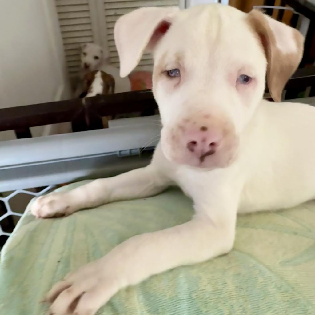 Cereal Litter: Chex, an adoptable Catahoula Leopard Dog, Mixed Breed in Keaau, HI, 96749 | Photo Image 4