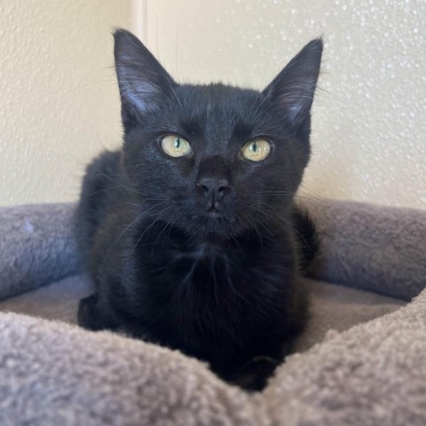 Clovis, an adoptable Domestic Short Hair in Fredericksburg, TX, 78624 | Photo Image 2