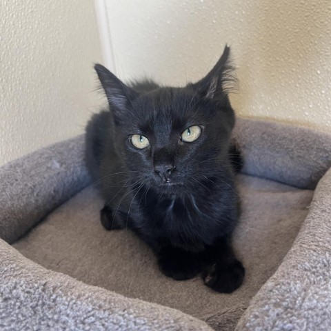 Clovis, an adoptable Domestic Short Hair in Fredericksburg, TX, 78624 | Photo Image 3