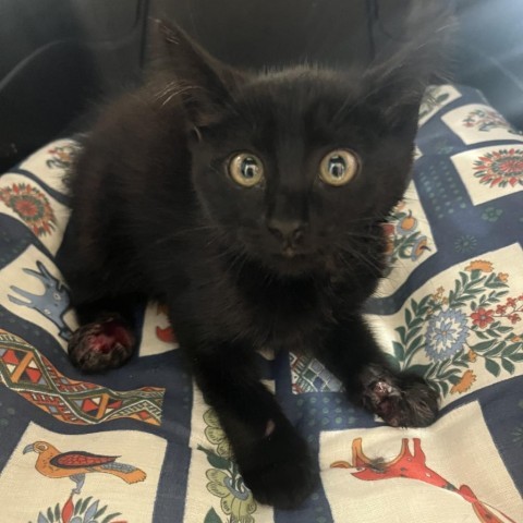 Clovis, an adoptable Domestic Short Hair in Fredericksburg, TX, 78624 | Photo Image 5