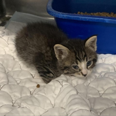 Rick, an adoptable Domestic Medium Hair in Garden City, KS, 67846 | Photo Image 2